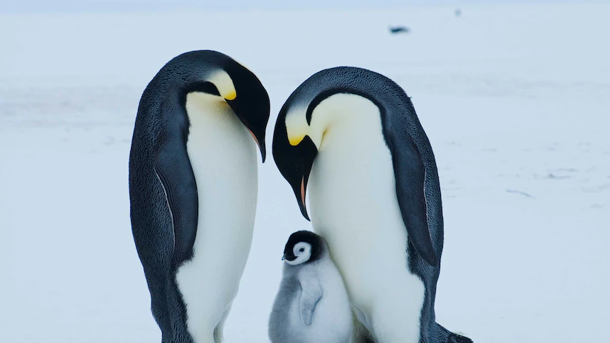 Emperor penguin at critical danger of extinction as a result of local weather change