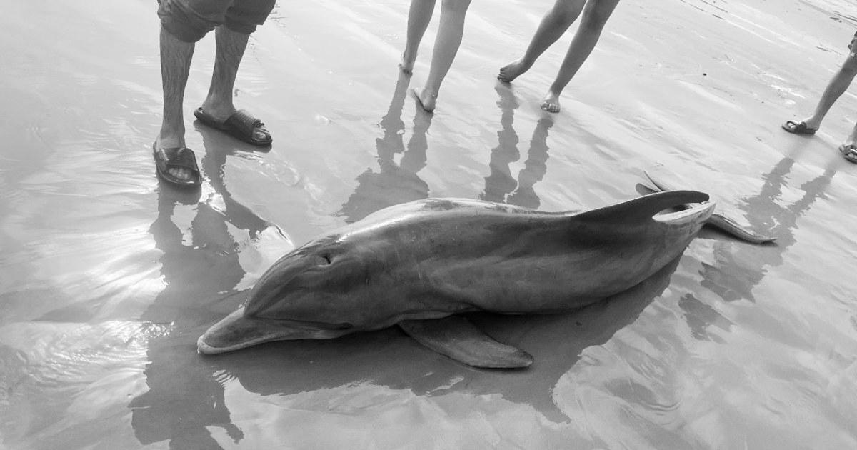 Rewards provided after dolphin ‘harassed to loss of life’ on Texas beach, another impaled in Florida