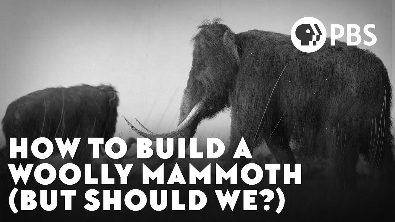 How To Build A Woolly Mammoth (However Should We?)