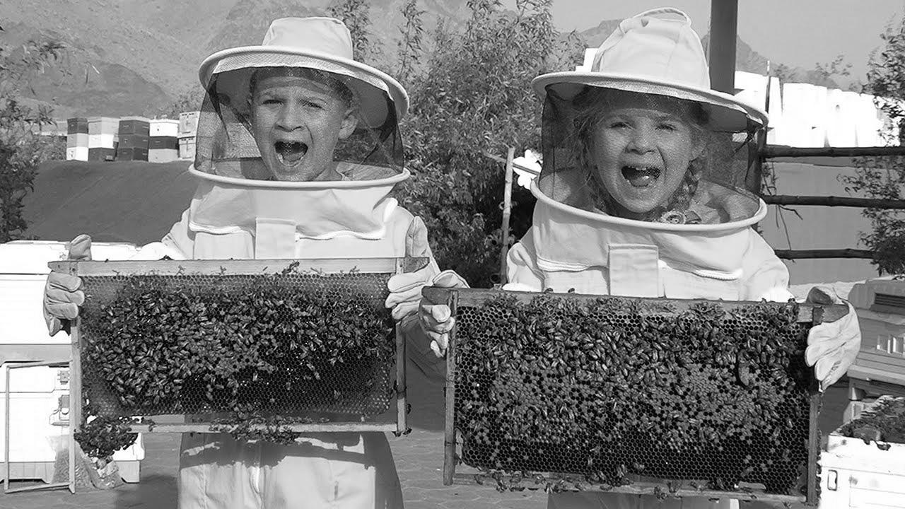 Diana and Roma Study Bees, HATTA Honey Bee Garden Tour – Enjoyable household journey